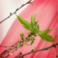 Der Jahreszeitentisch im März: Kirschzweige